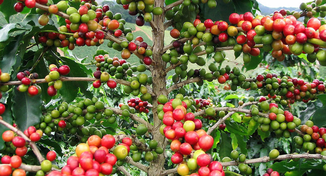 Coffee Beans in The Garden