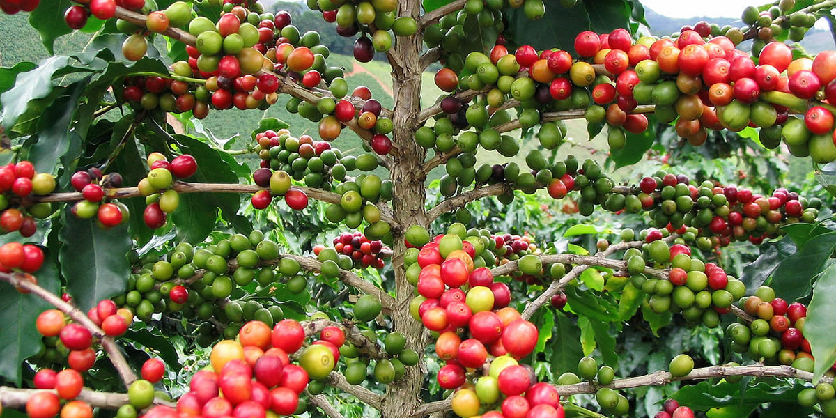 Coffee Beans in The Garden