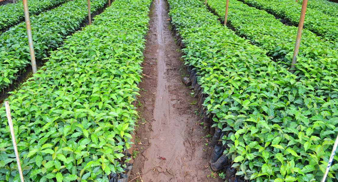 Handz Coffee Seedling Project