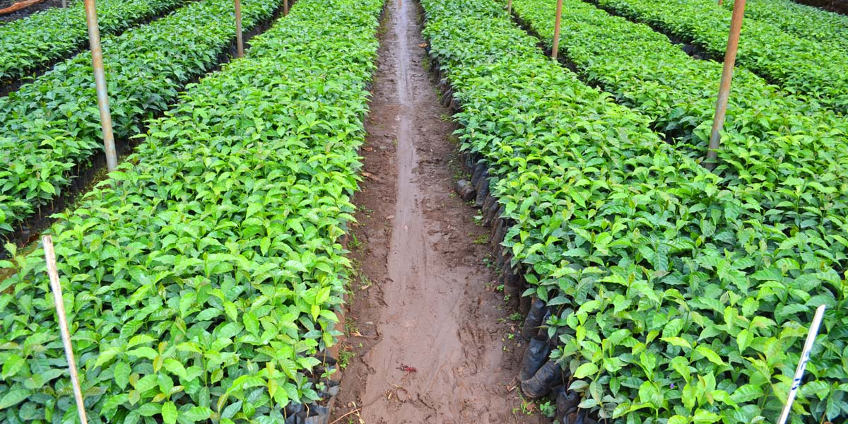 Handz Coffee Seedling Project