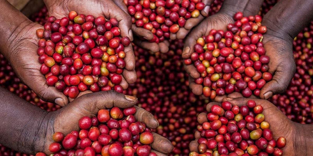 Coffee Bean in Market
