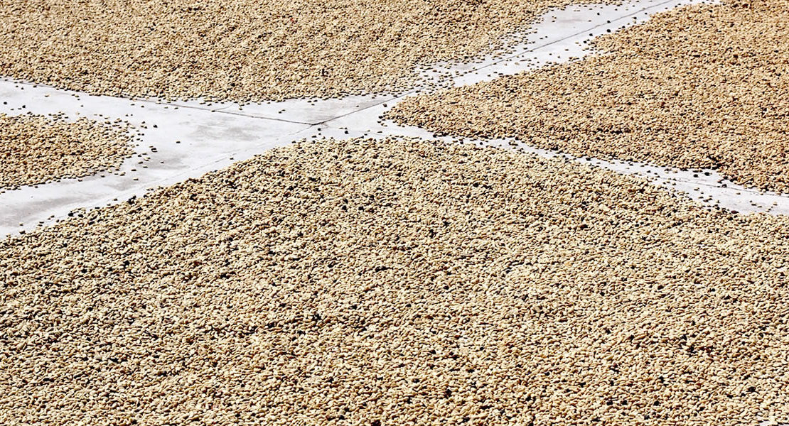 Drying of Coffee Beans