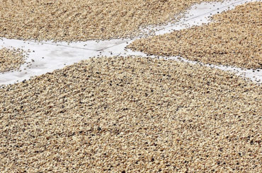 Drying of Coffee Beans