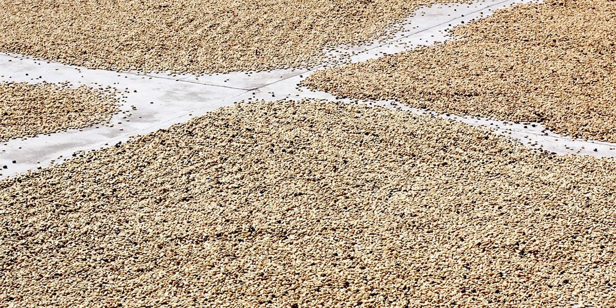 Drying of Coffee Beans