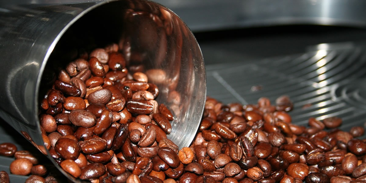 coffee seedlings. Handz Uganda Ltd